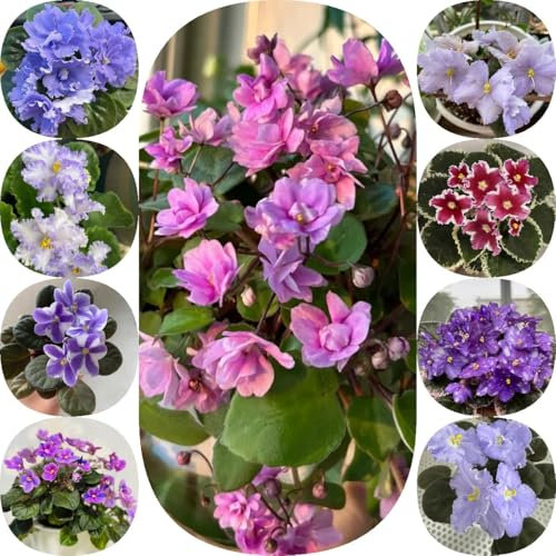 600 pcs Usambaraveilchen Pflanze Samen, blumensamen geschenk garten geschenke für frauen, Saintpaulia ionantha balkon deko blumenwiese samen mehrjährig winterhart blumen geschenk