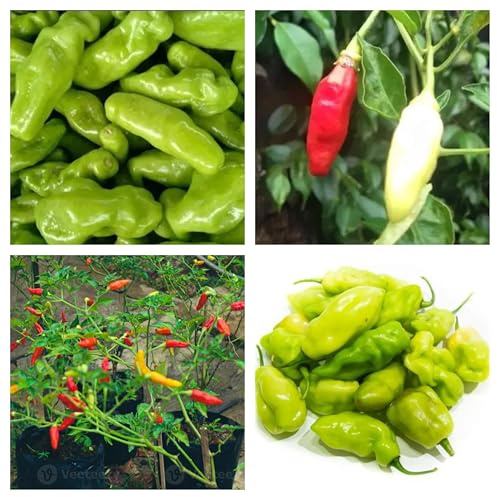 Semi di Peperoncino Pimenta do Chero Brasiliano, Media Piccantezza, Confezione da 20 Semi