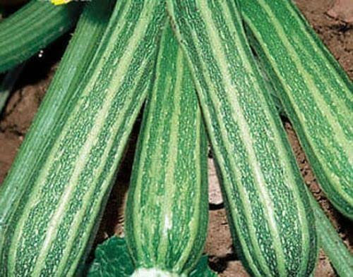 15 SEMI- ZUCCHINO  Lungo Fiorentino:Seeds