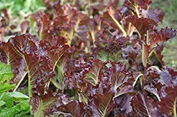 30 stücke paket samen Topf Insektenfressende Pflanzensamen Venus Fliegenfalle Samen