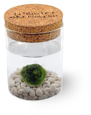 KAKI La Felicità è Nelle Piccole Cose Marimo Singolo Originale Vaso Vetro con Tappo Sughero Felicità, Artigianale, fondale Bianco, Diametro 8cm, Altezza 11cm, Made in Italy