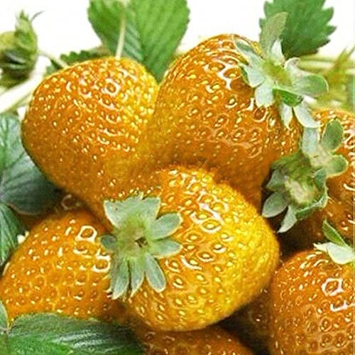 Haloppe 100 Stück Erdbeerfruchtsamen für das Pflanzen von Hausgärten, süße Erdbeersamen für den Hausgarten, die Obstpflanze Pflanzen Gelb