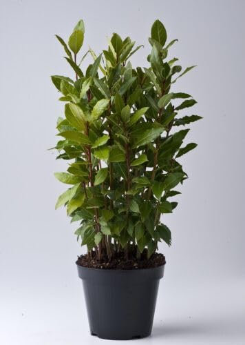 Alloro Laurus nobilis pianta aromatica sempreverde a cespuglio da siepe fitta in vaso Ø12 h. 20/30 cm Vivaio di Castelletto