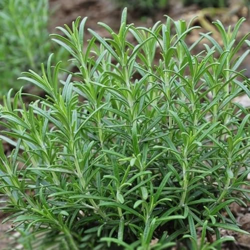 400 Stück Rosmarinsamen Rosmarinus Officinalis Kräutersamen DIY Gartendekoration Gartensamen zum Pflanzen jetzt