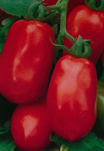 JustSeed - Tomato - Roma - 100 Seeds - Economy Pack