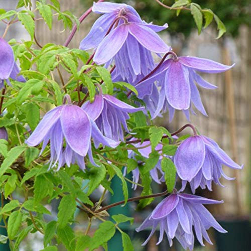 Clematis Alpina 'Frankie'- Clématite des Alpes 'Frankie' 50-60 cm en conteneur