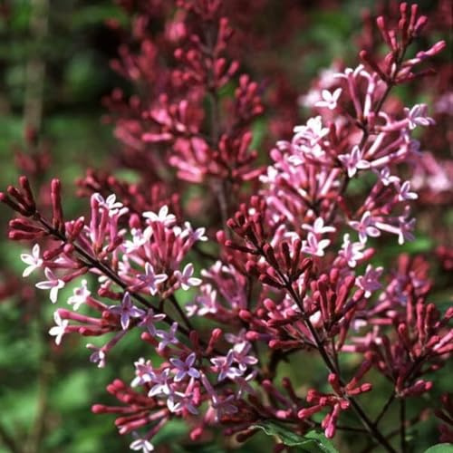 Syringa Red Pixie - Dwarf Korean Scented Lilac Bush in 9cm Pot - Flowering Ornamental Tree (2 Plants)
