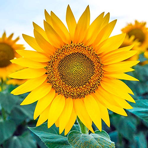 Welldales 30 Premium Giant Sunflower Seeds for Growing Flowers Large Heads