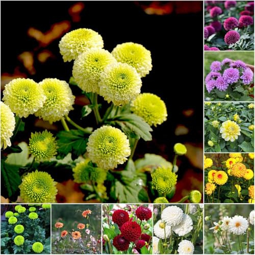Bulbos de dalia - de dalia exóticas resistentes bulbos resistentes para el jardín jardín dalias perennes 7pcs
