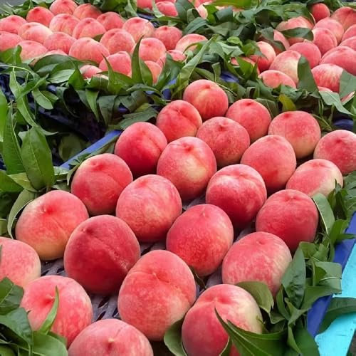 pfirsichbaum winterhart samen - pfirsich - frisches obst, pflanzen anzucht säulenobstbäume, exotische pflanzen winterhart obstbäume, bäume garten winterhart seltene pflanzen, pflanzen 3pcs