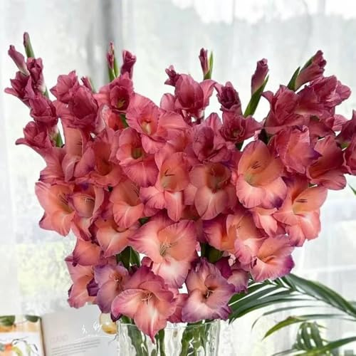 gladiolenzwiebeln winterhart mehrjährig - stauden steingartenpflanzen kübelpflanzen balkon 3pcs