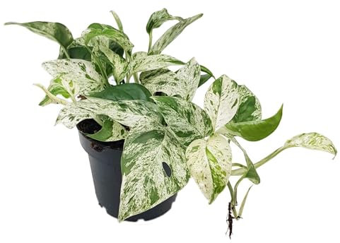 Fangblatt - Epipremnum pinnatum Marble Variegata - panaschierte Efeutute - exotische Zimmerpflanze - außergewöhnliche Grünpflanze