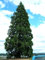 Giant Sequoia, Sequoiadendron giganteum, Baum Samen (Fast, Evergreen, Bonsai) (30 Samen)