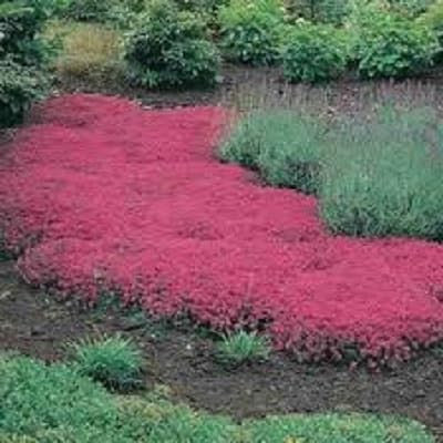 Graines de fleurs rampantes Graines de thym ou de graines bleu arabette - décoration de jardin vivace Couvre-sol fleur 40pcs AA