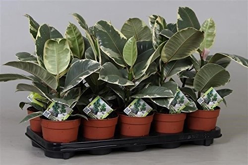 Ficus elastica Tineke - Planta de goma en maceta de 12 cm, 50-60 cm de altura