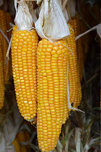 Futtermais Maiskolben Nagerfutter (10 Stück)