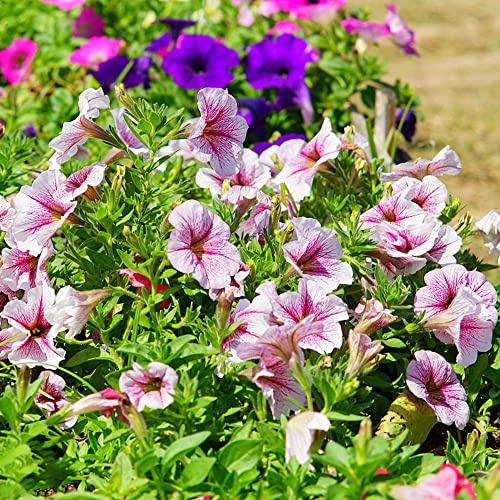 petunias multicolores Decoraciones de jardín al aire libre, Petunias colgantes pradera corativas trepadoras, jardín rocas Semillas 2000semillas