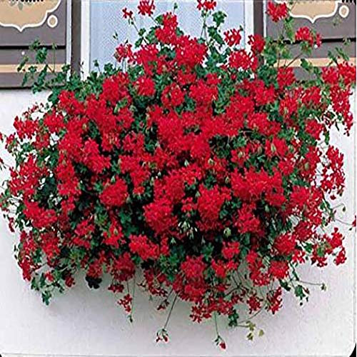 Ultrey Samenshop - seltene hängen Geranie Samen Riesen Pelargonien Balkonblumen Samen Bonsai Topfpflanze Blütenmeer für Garten Balkon/Terrasse
