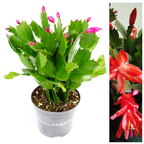 Carbeth Plants Christmas Cactus in 10cm Pot - Schlumbergera Red Flower - Easy Care Indoor Festive Houseplant - Winter Blooming Plant, Perfect for Gifting
