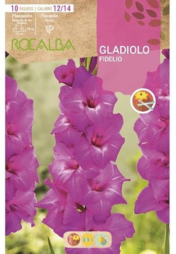Rocalba Bulbo Gladiolo Fidelio Fucsia 10 Unidades (12/14)