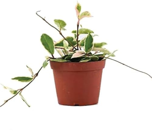 American Plant Exchange Hoya Carnosa 'Krimson Queen' Plant – 6-Inch Pot – Live Tricolor Wax Vine Succulent, Easy Care Houseplant for Home, Office, or Patio Decor