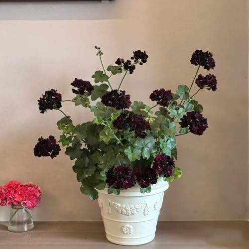 Gerani pendenti - Pelargonium - Decorazioni autunnali per un giardino resistente rampicanti, da giardino roccioso resistenti in vaso da esterno di semi di 55semi