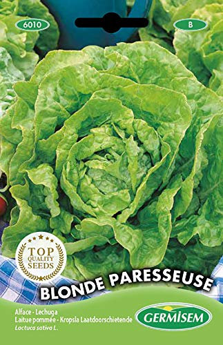 Germisem graines Laitue pommée BLONDE PARESSEUSE