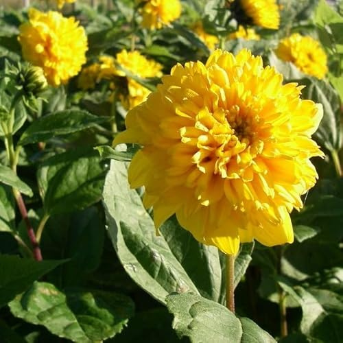 6x Stauden Sonnenblume - Helianthus decapetalus ‘Soleil d’or’ - Topf 9x9cm