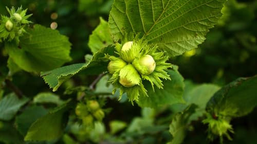 Pianta di Nocciolo - Tonda di Giffoni in vaso o fitocella