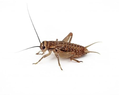 Grillos Vivos Acheta domestica Tamaño– Alimento Vivo Nutritivo para Reptiles y Mamíferos Pequeños – Grillos Vivos para Alimentar Animales de Terrario - 70% Proteína (350-450, Gri-S-Grande)