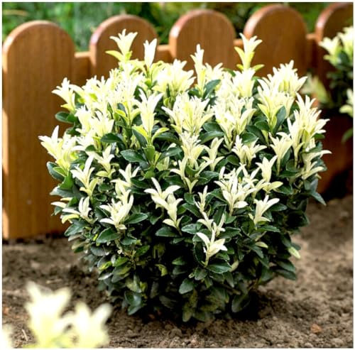 GrowOn Shrubs Euonymus Japonica Japanese Spindle Bush 'Paloma Blanca' | Evergreen Shrub | Outdoor Garden Ready Plant | Spring, Summer, Autumn Flowering | Green Flowers
