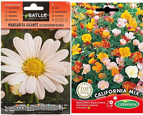 Batlle & ndash; Semi di Fiori & ndash; Margherita Gigante Leucantemum Bianca & Germisem California Mix Semi 1.5 g