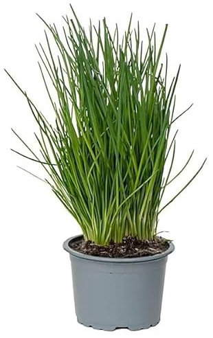 Erba Cipollina Allium schoenoprasum pianta aromatica in vaso ø14 cm Vivaio di Castelletto