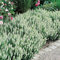 3 x Garten-Salbei 'Schneehügel' Salvia nemorosa - 3 Pflanze je im Topfballen schneeweiß