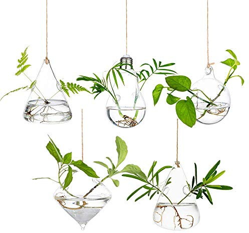 Glasseam Macetas Colgantes de Cristal: 5 Estaciones Modernas de propagación de Plantas, jarrones hidropónicos de Pared para Plantas de Aire, Flores, decoración del hogar