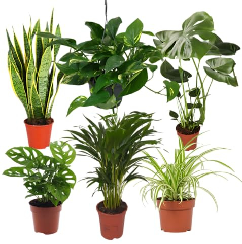 Pflanze Plus EasyCare Lot de 6 plantes d'intérieur faciles d'entretien pour appartement et bureau Ø 30 à 60 cm Monstera, chanvre arqué, lierre, araignée, feuille de singe, palmier à fruits dorés