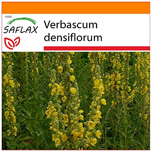 SAFLAX - Garden in the Bag - Läkemedelsväxter - Storblommig Mullein - 500 Frön - Med underlag i en passande resväska - Verbascum densiflorum