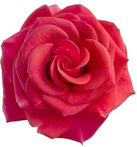 Rose Plant -Floribunda 'Remembrance' - 1 x Full Plant in a 5 Litre Pot - Roses - Garden Ready - Ready to Plant - Premium Quality Garden Shrubs