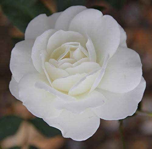 Rosa Bush Rose Floribunda 'Iceberg' Plant