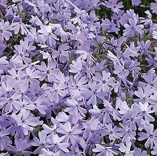 Phlox Subulata Emerald Cushion Blue Garden Plant Hardy Perennial Flowering Garden Plants Easy to Grow Your Own 5X Posti Plug Plant by Thompson and Morgan. (5)