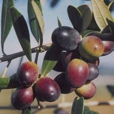 Ulivo Leccino – Pianta di Olivo da Olio H 170 cm in Vaso, Cultivar Italiana a Resa Media, Olive Nere di Qualità, Adatta anche per Mensa – FOTO REALI, Pianta da Esterno