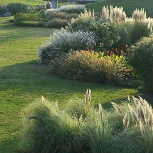 Semillas de Ornamental Ornamentales Resistentes para macetas Ornamentales Resistentes Ornamental, Resistente para balcón Exterior, 600pcs