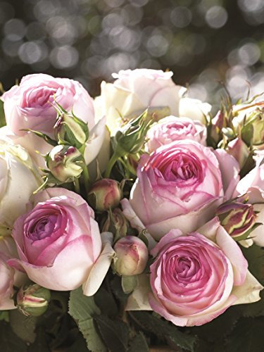 Romantica Rose Eden Rose 85 im 7 Liter Rosentopf