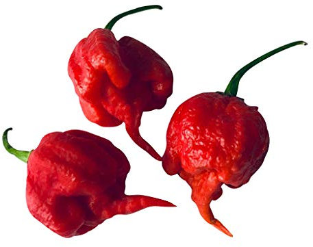 Vraiment -Carolina Reaper Hot Pepper -> 30 graines par Samenchilishop -German Seller-