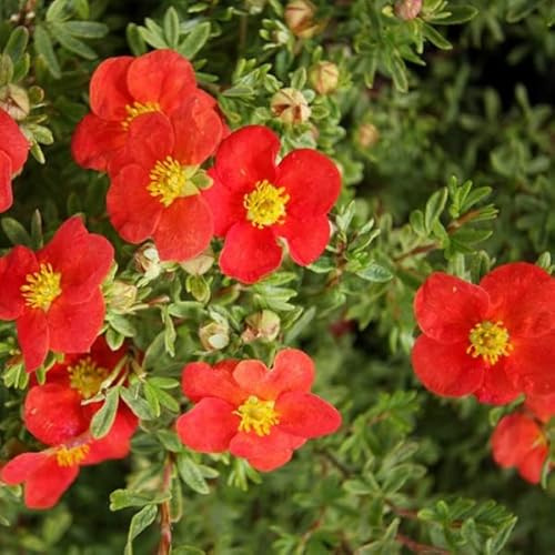Buskguard - Potent fruticosa 'Marian Red Robin' - 25-30 cm kruka - rödblommande buske