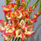 Impresionantes bulbos de gladiolo a granel, perennes, plantación profesional para impresionantes exhibiciones de jardín, 10 bombillas, E
