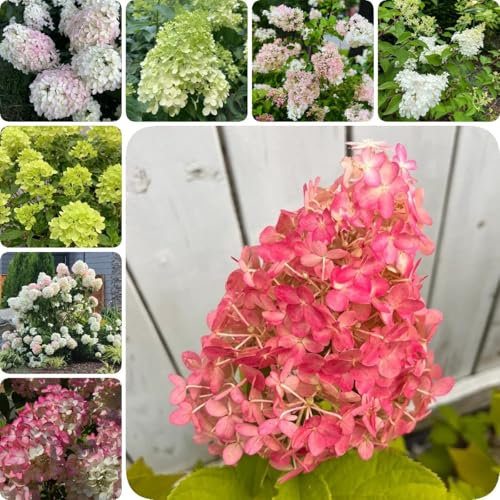 200 pcs Rispenhortensie Samen - Hydrangea Paniculata, geschenk garten samen balkon Rispenhortensie Winterhart Samen, flowers zimmerpflanzen samen bienenweide saatgut pflanzen garten