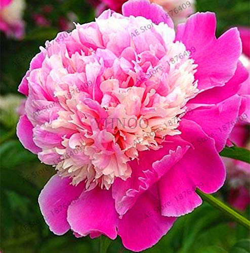 New 50 Pieces Begonia Leaf Plant Seeds for Gardening Mixed 5: Only Seeds