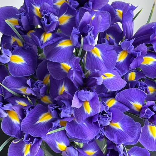Bulbos de iris, bulbos de tempranas regalos sostenibles, decoraciones Los bulbos de son perennes resistentes 5pcs