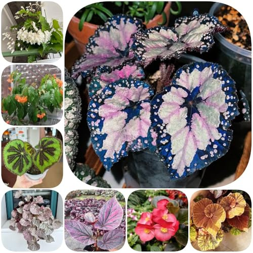 semillas de begonia resistentes Begonia trucha resistentes jardines de rocas decorativas oficina decoración semillas invernaderos balcón 400pcs